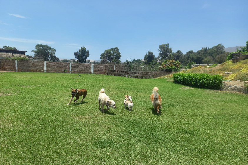 Socialización canina